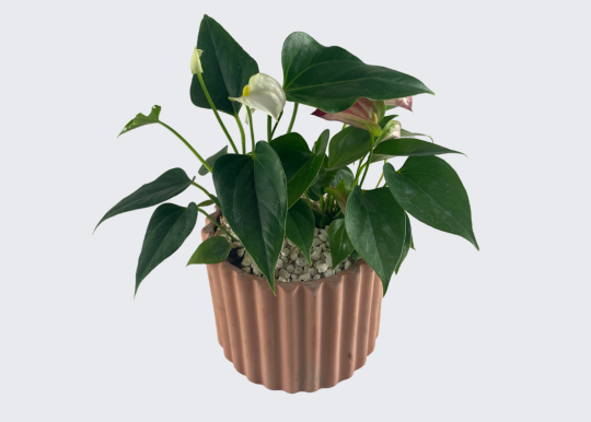 Plantita Mini Anturio