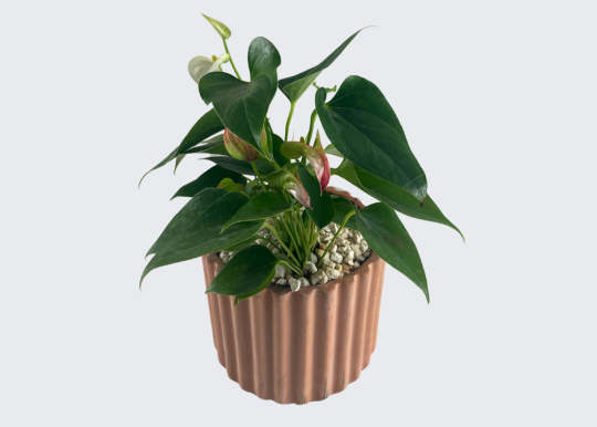 Plantita Mini Anturio