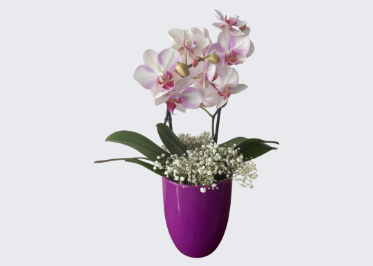 Mini Orquídea Blanca