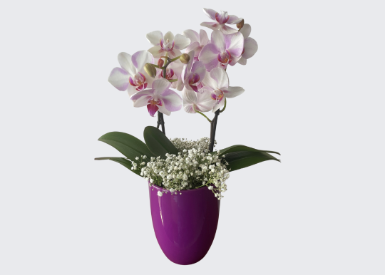 Mini Orquídea Blanca