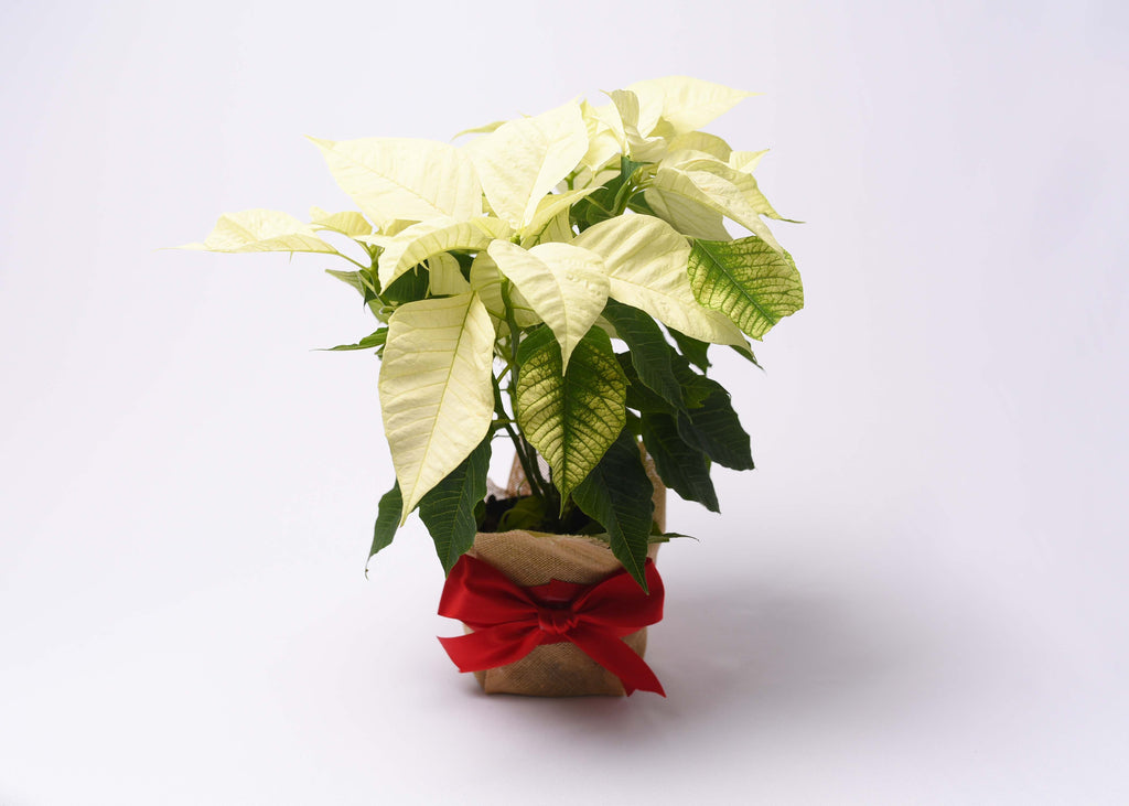 Nochebuenas Navideñas Decoradas