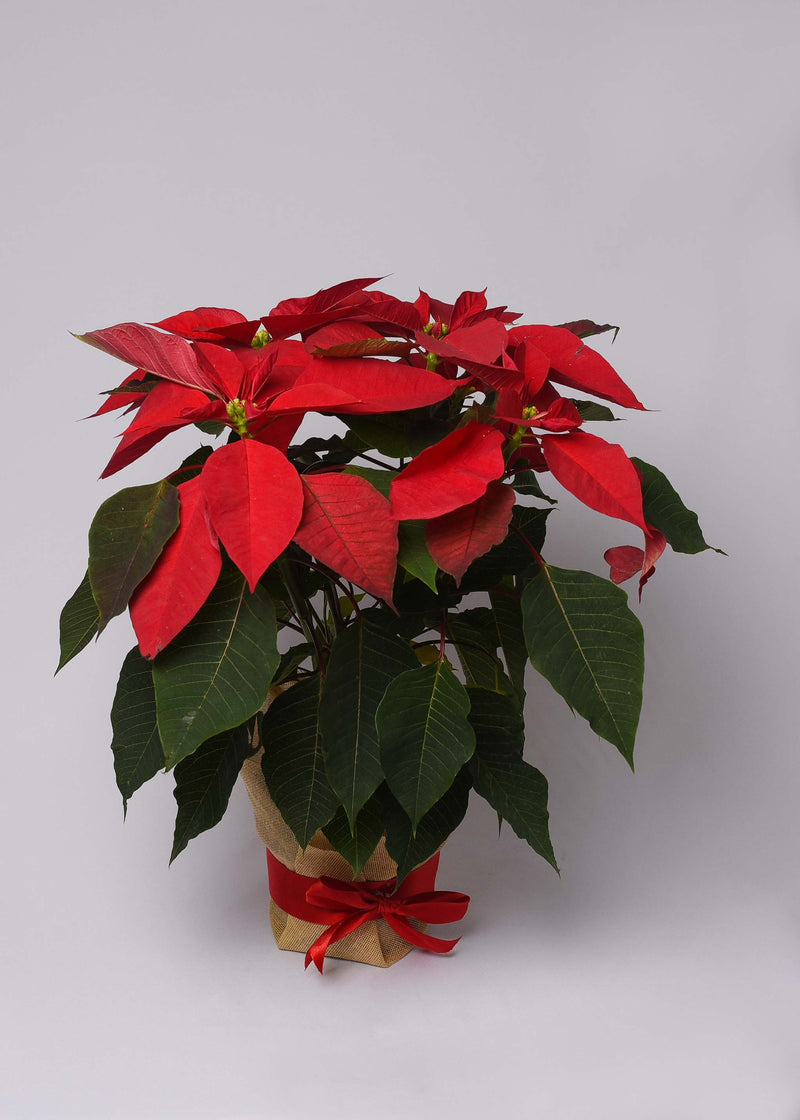 Nochebuenas Navideñas Decoradas