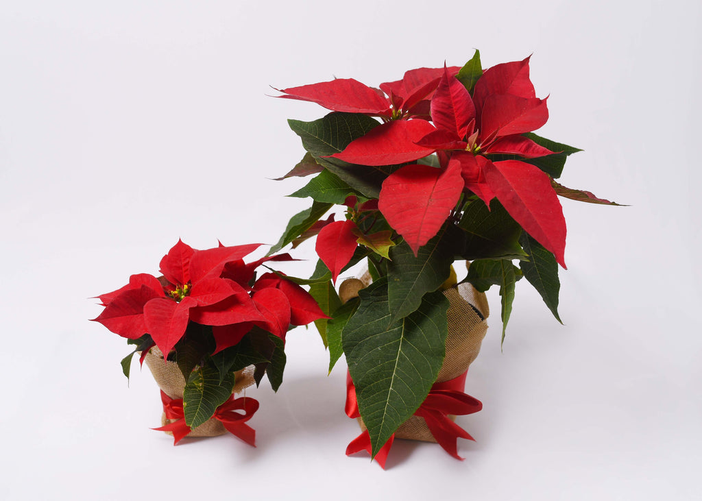 Nochebuenas Navideñas Decoradas