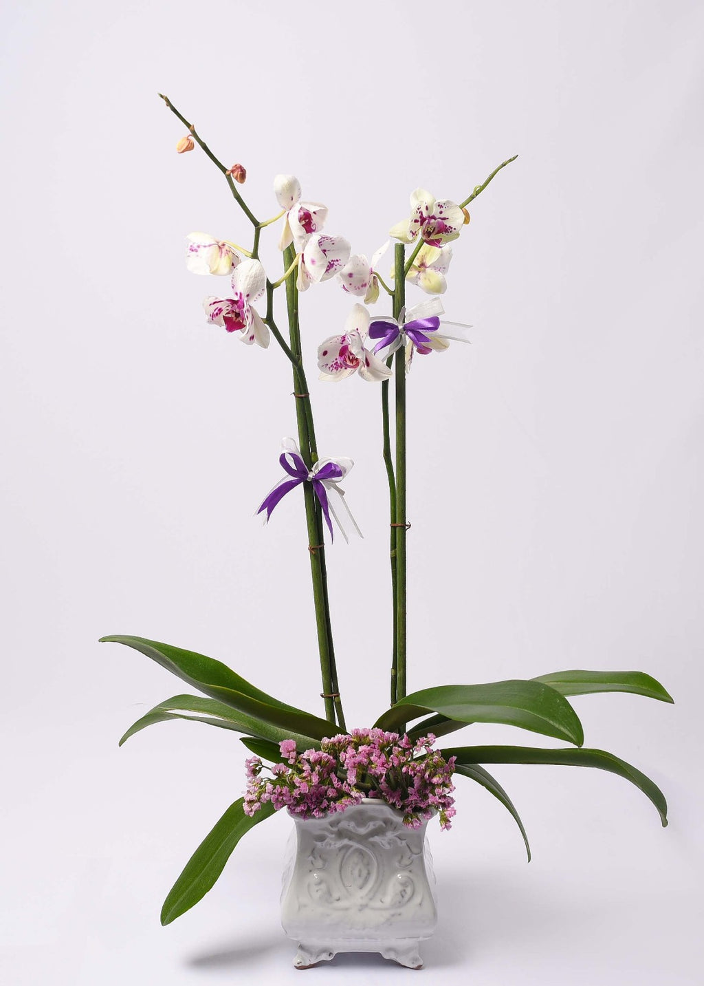 Orquidea blanca 🌸 Orquidea morada